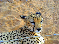 Animal - Cheetah 1