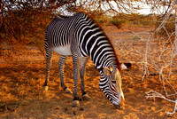 Animal - Zebra 2