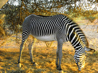 Animal - Zebra 1